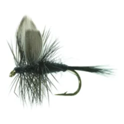 Black Gnat
