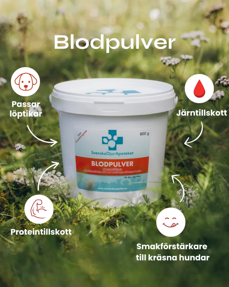 Blodpulver