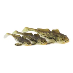 GUNNAR THE GOBY | SPOTTED GOBY | 10cm / 12,8g