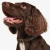 Tartan/Webbing Collar