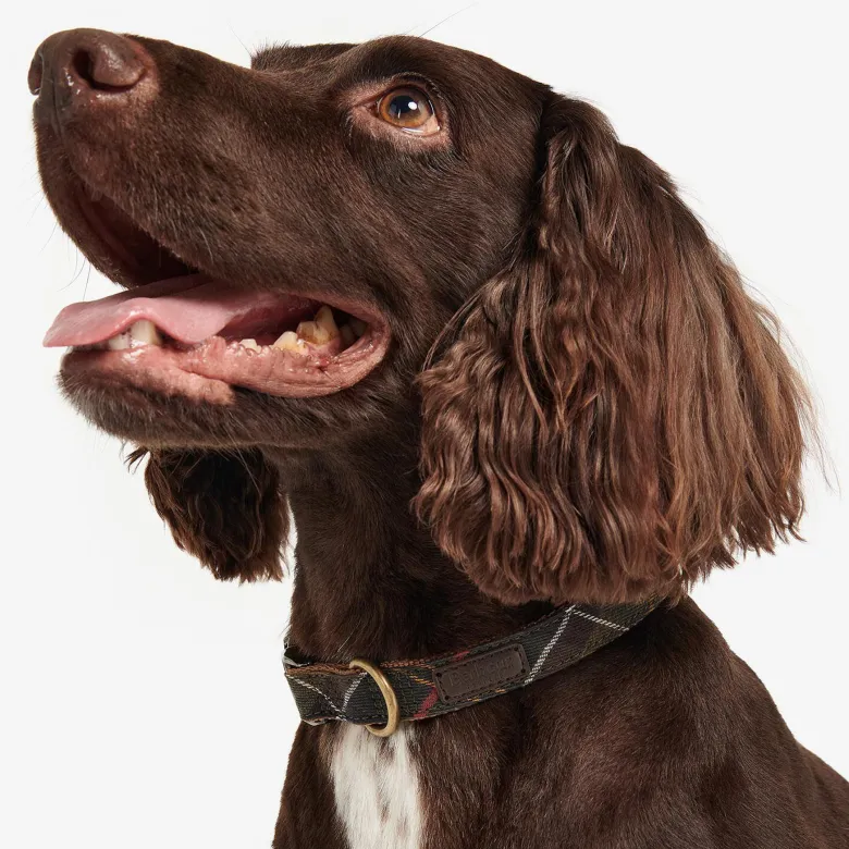 Tartan/Webbing Collar