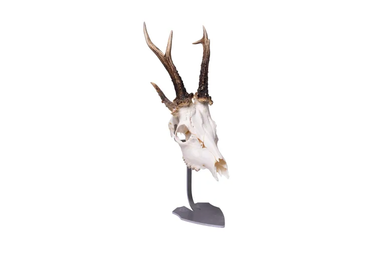 Troféställ Rådjur